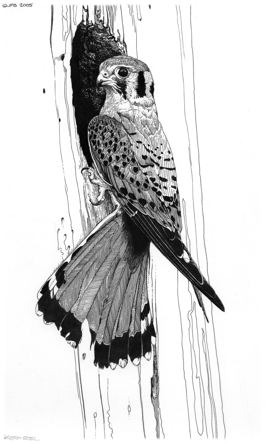 American Kestrel