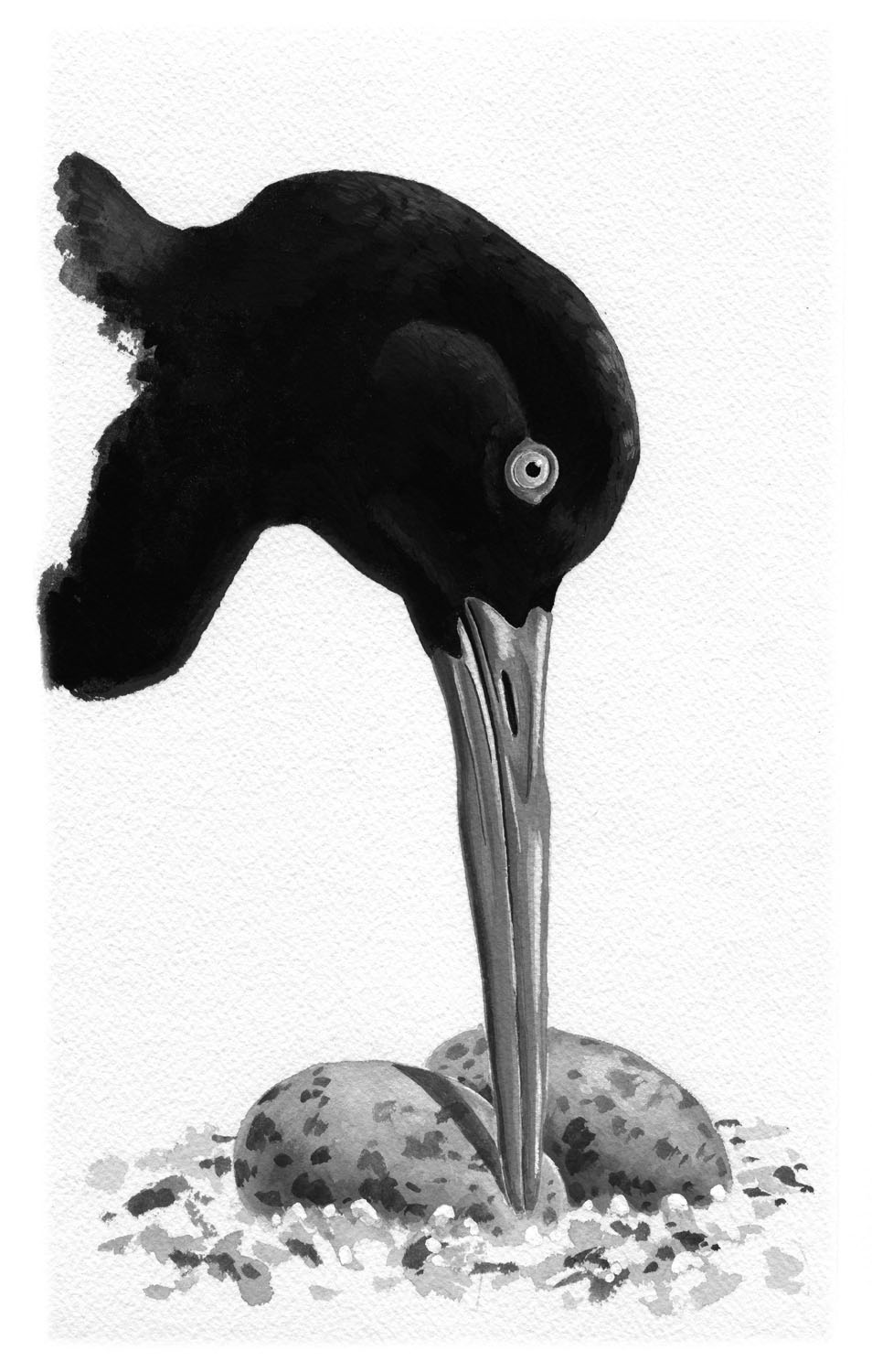 American Oystercatcher