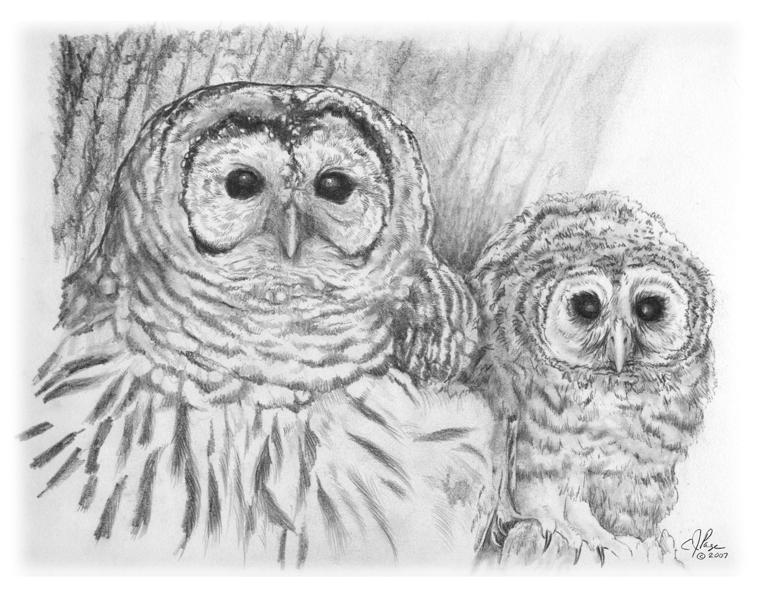 Barred Owl