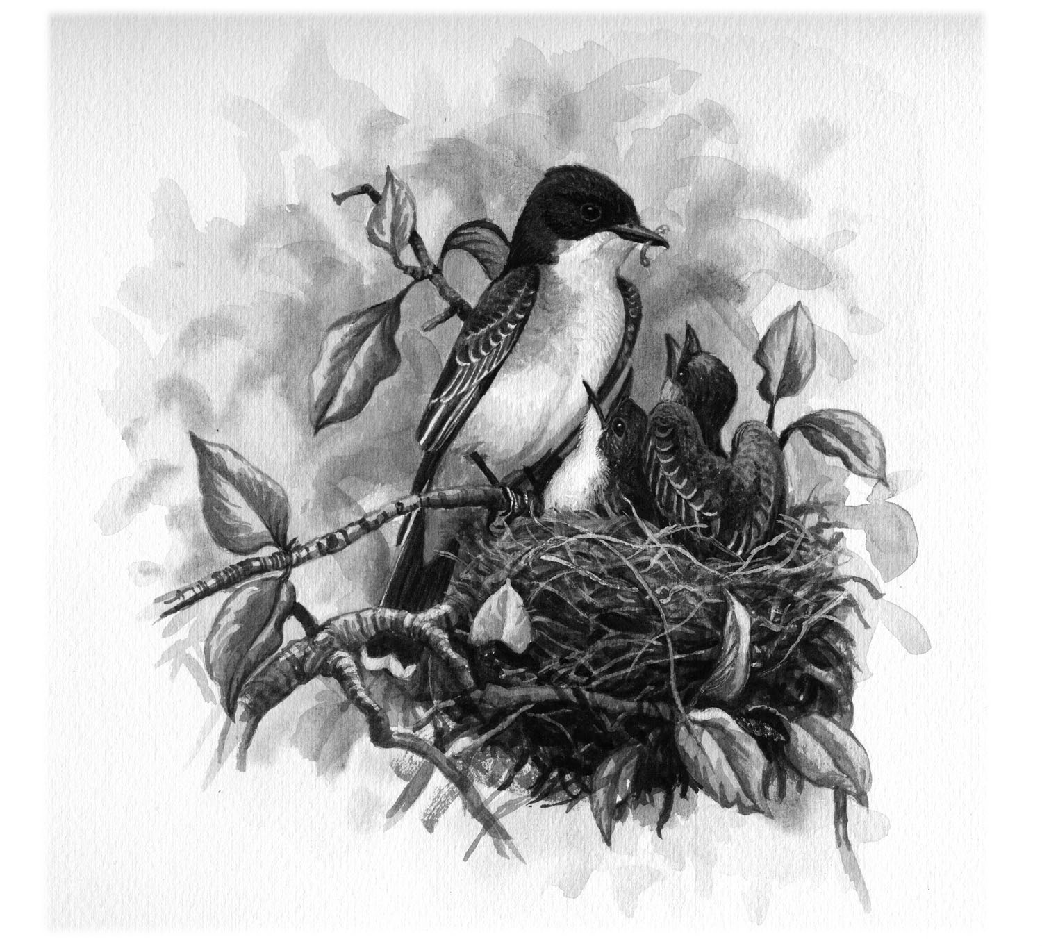 Eastern Kingbird