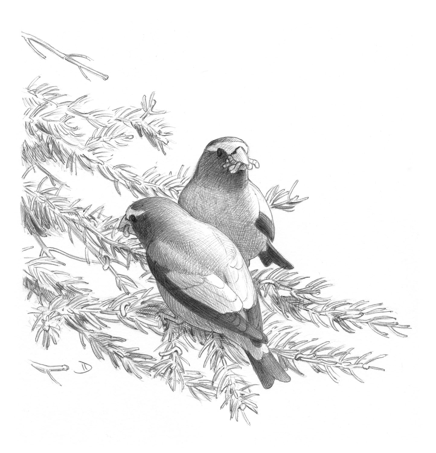 Evening Grosbeak
