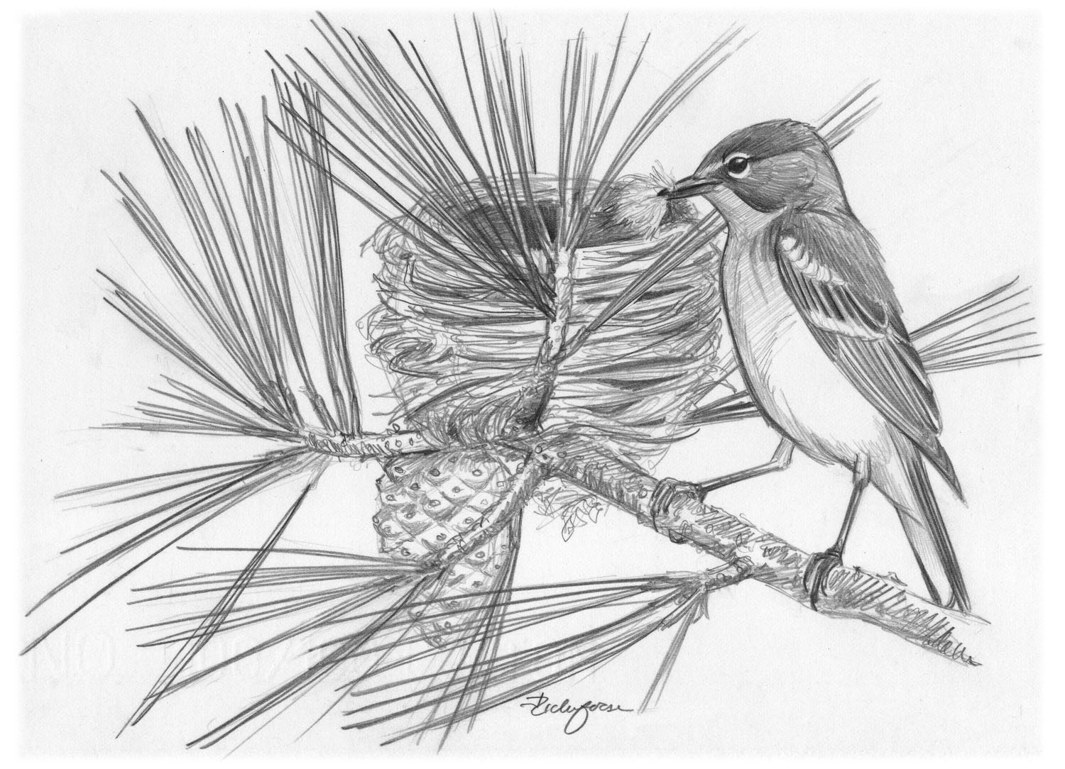 Pine Warbler