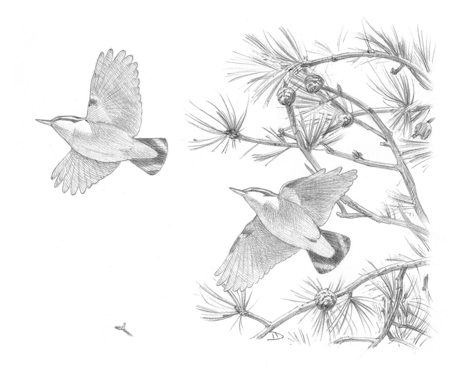 Red-breasted Nuthatch