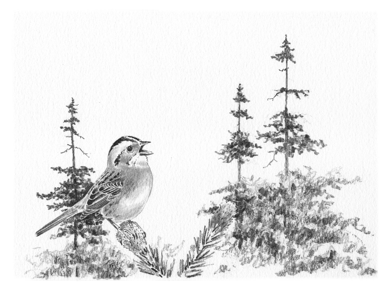 White-throated Sparrow