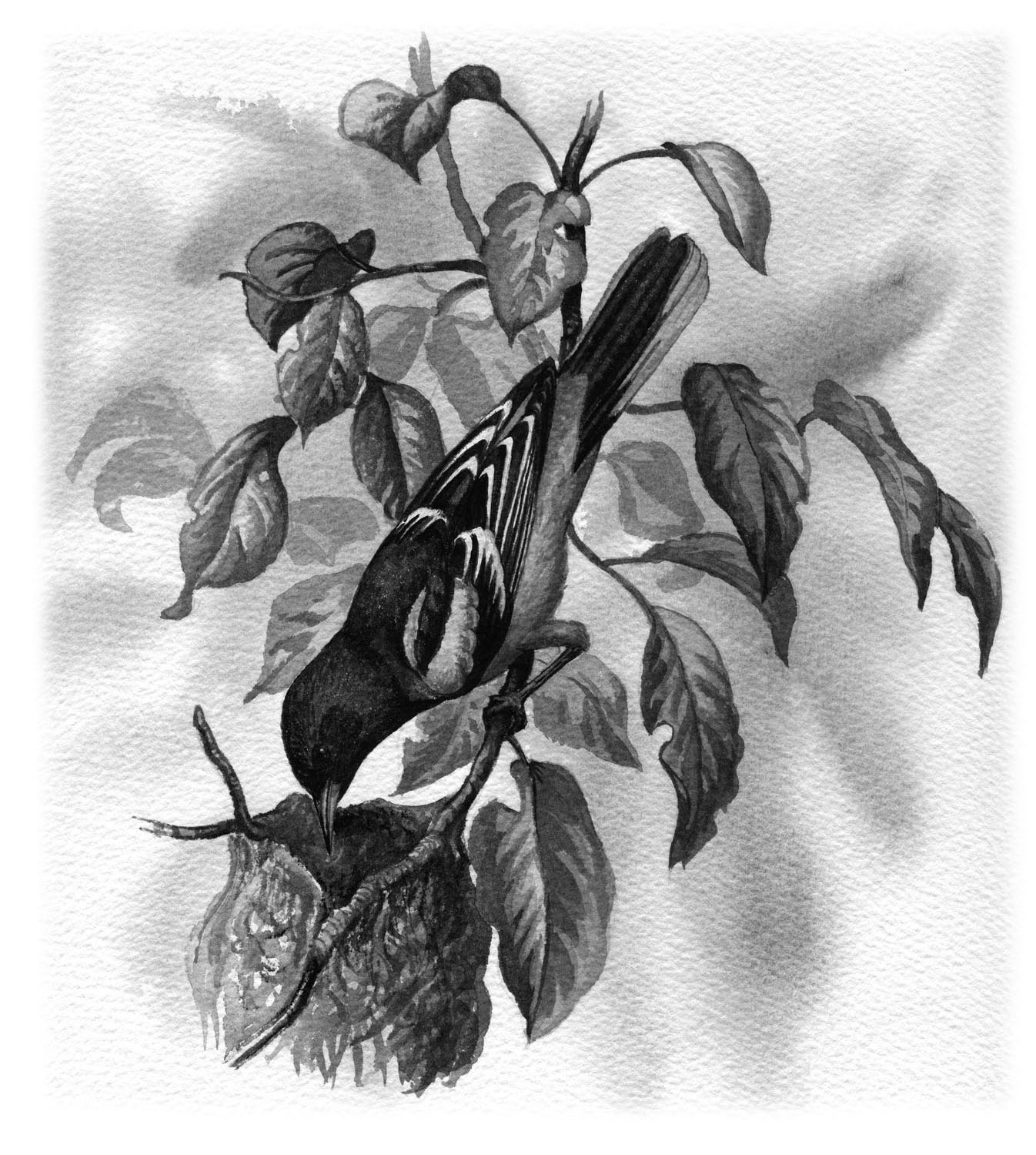 Baltimore Oriole