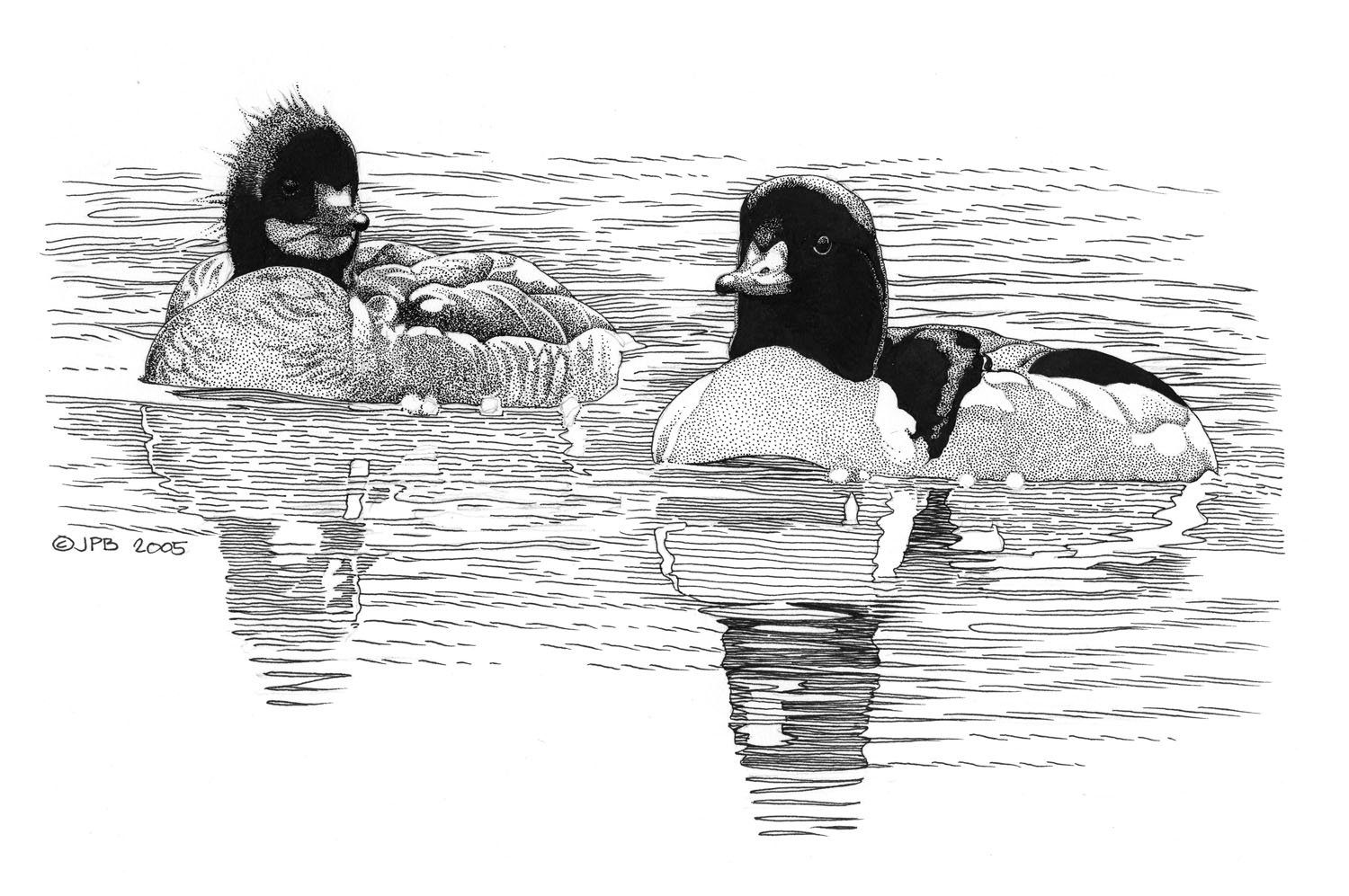 Common Merganser