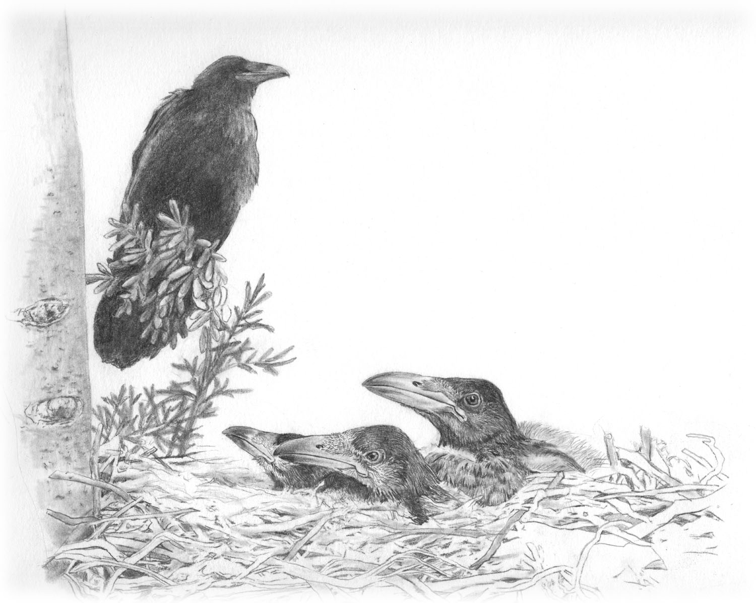 Common Raven