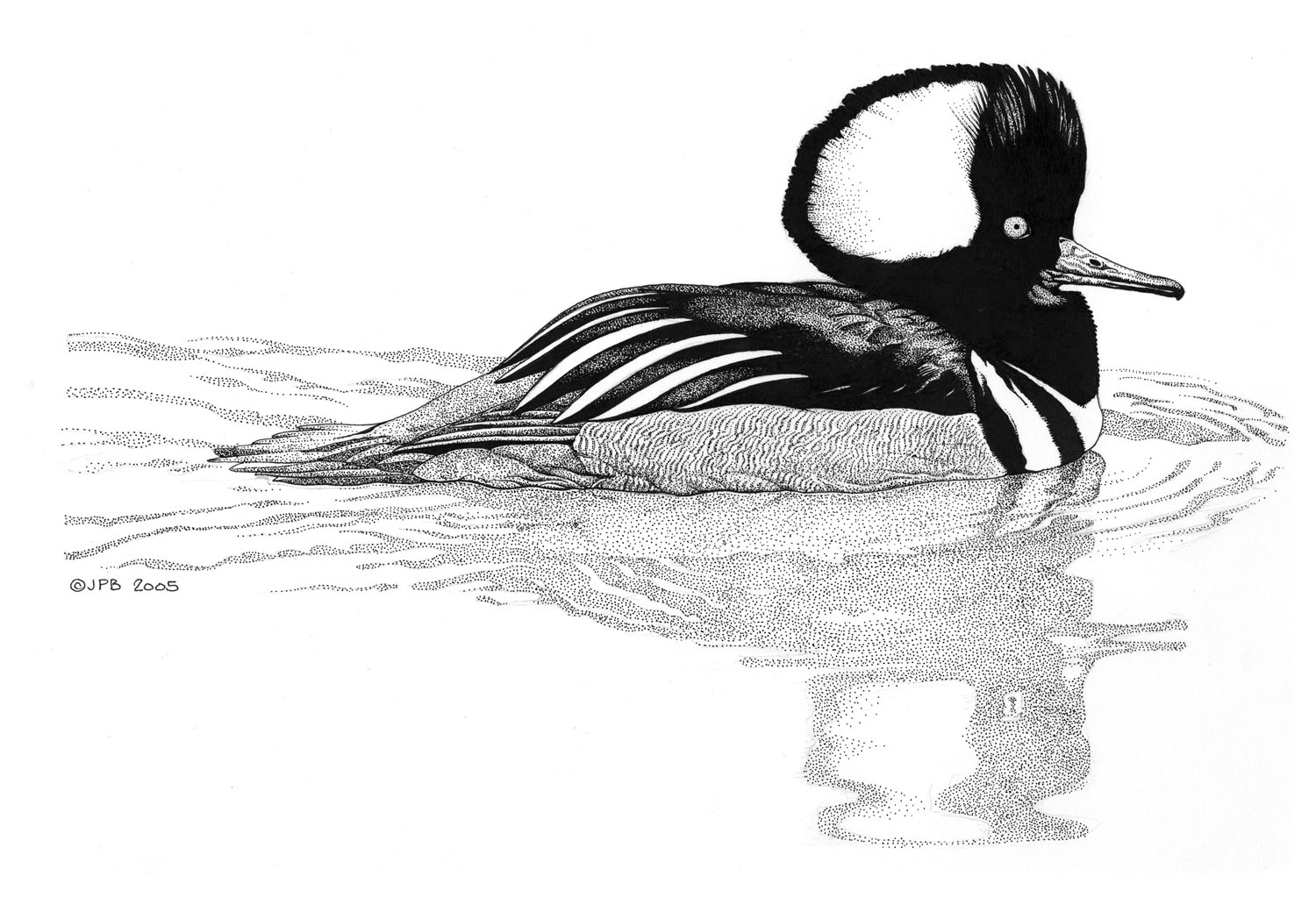 Hooded Merganser