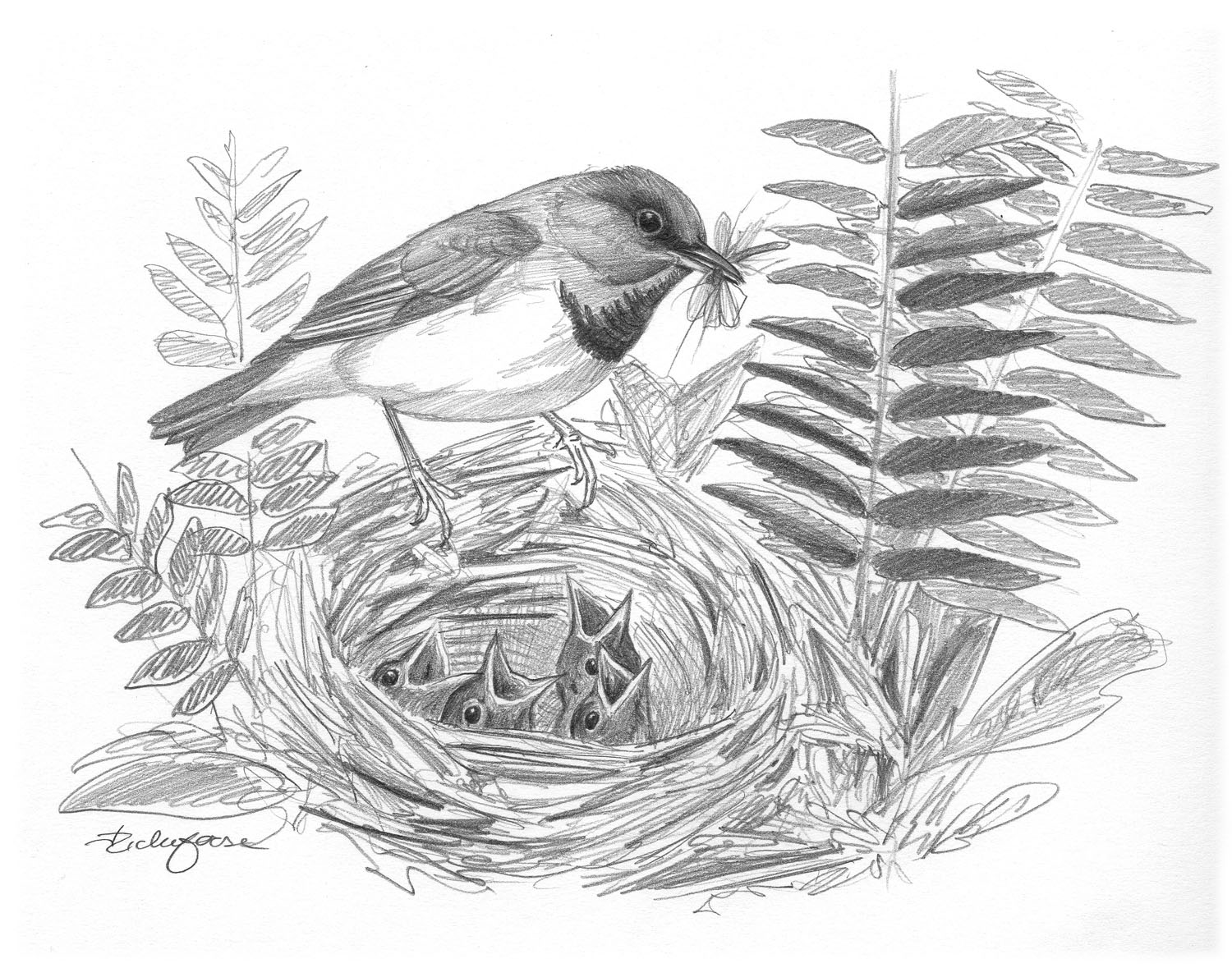 Mourning Warbler