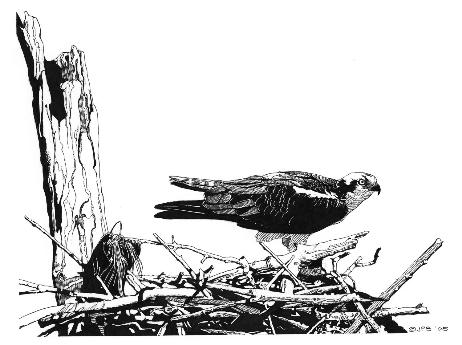 Osprey
