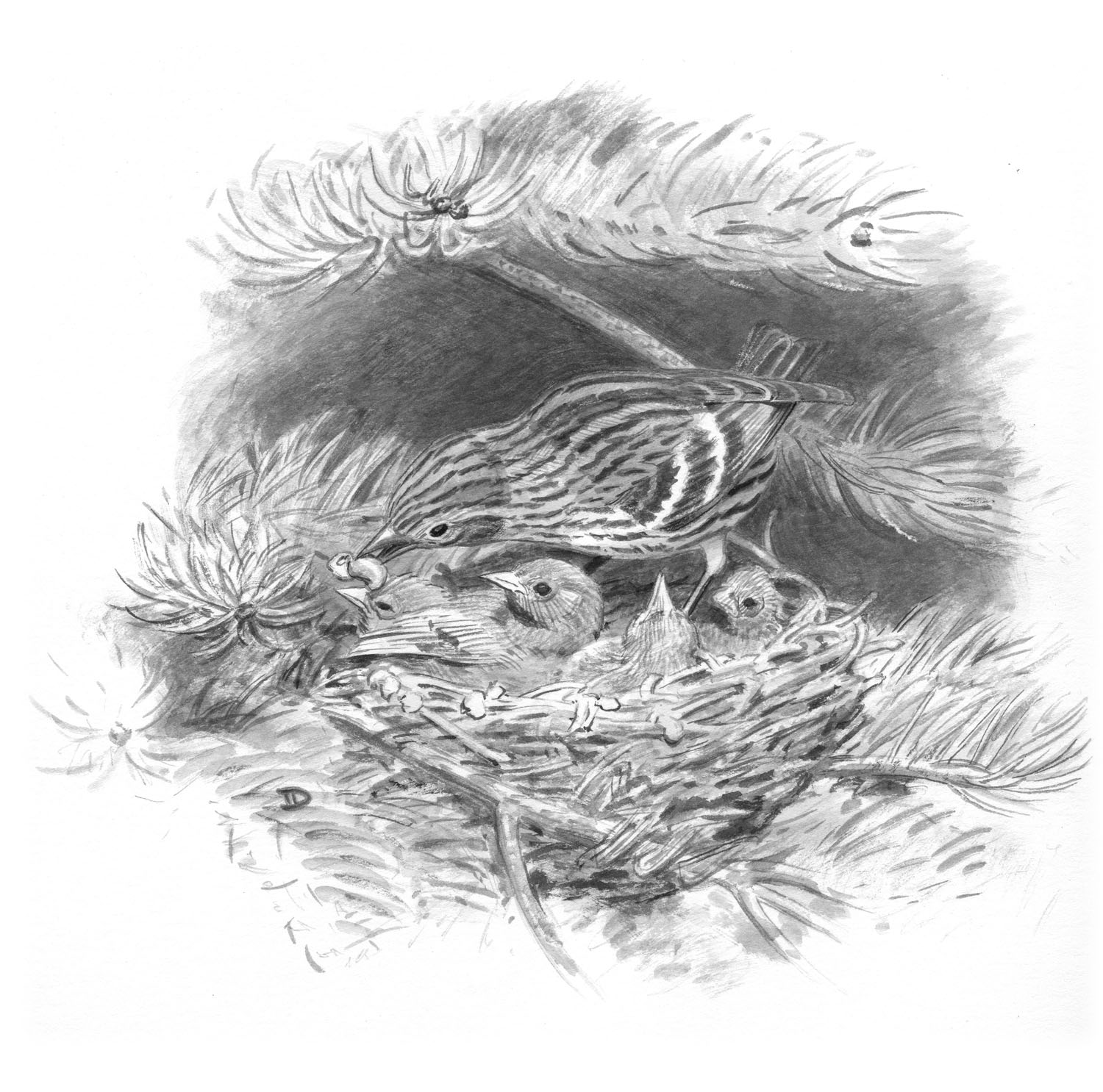 Pine Siskin
