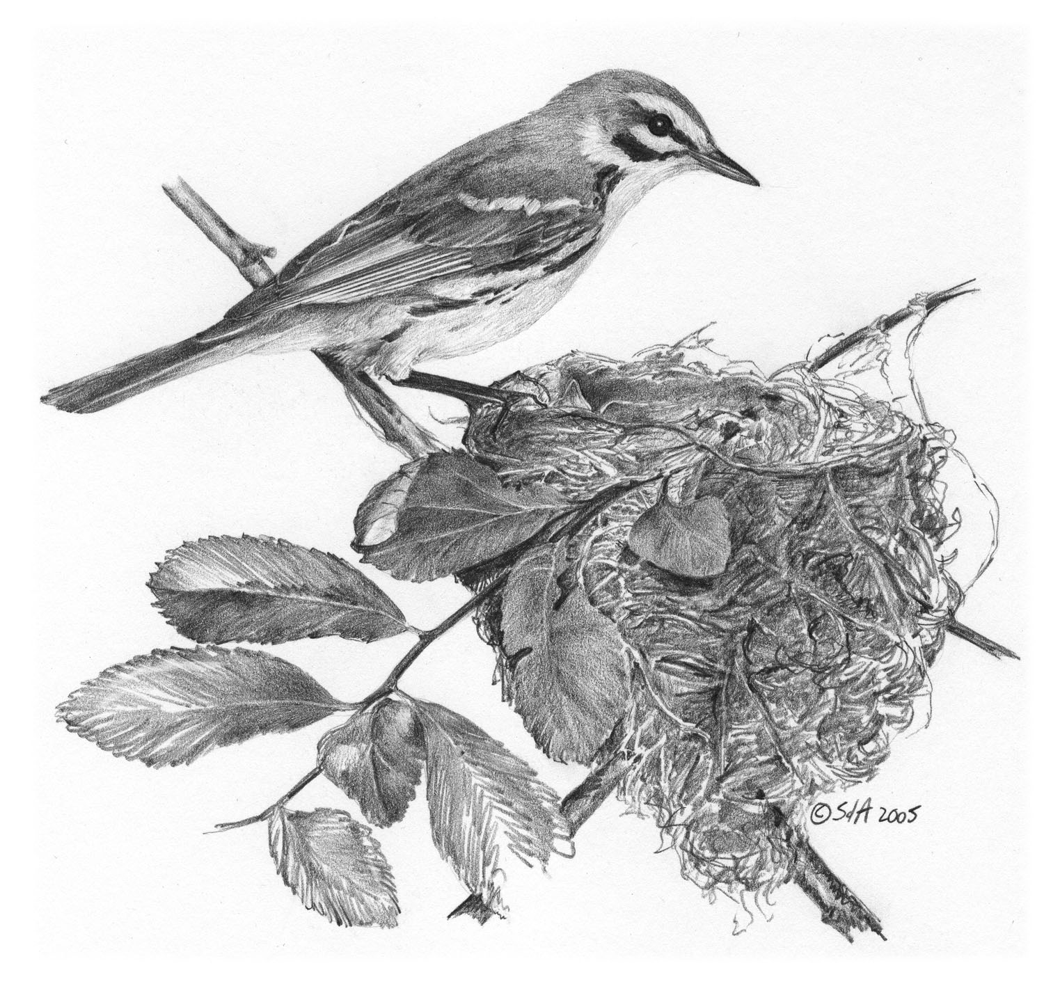 Prairie Warbler