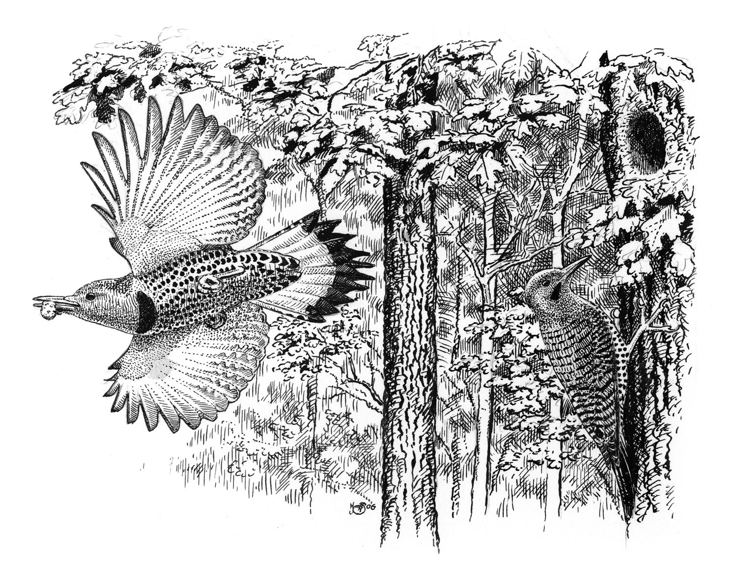 Northern Flicker