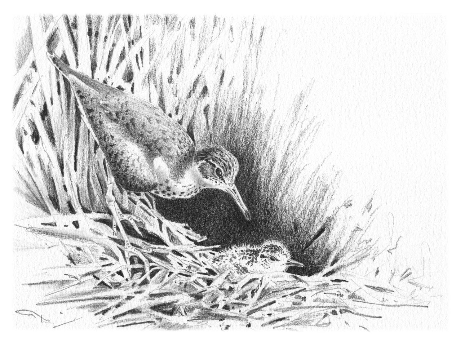 Spotted Sandpiper