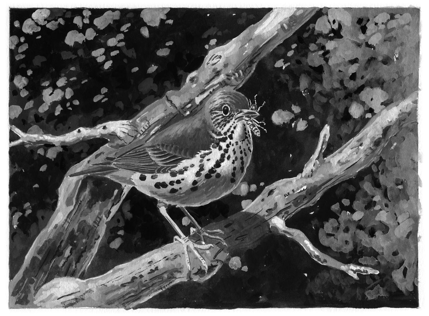 Wood Thrush
