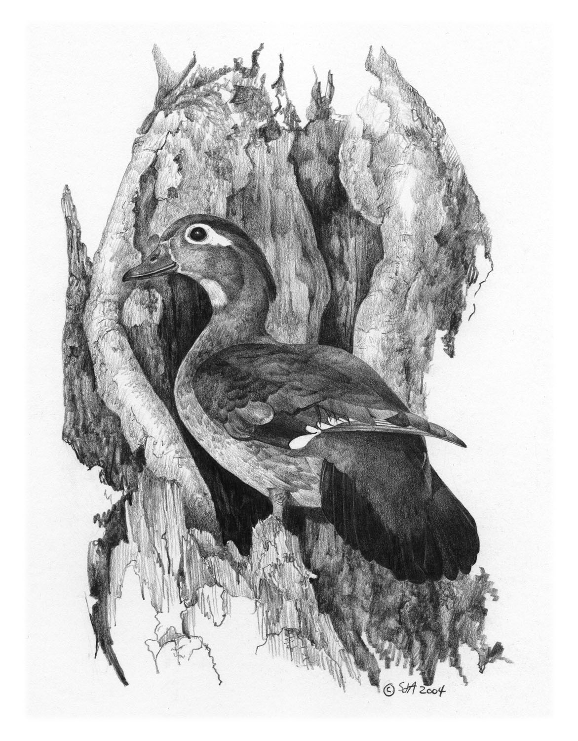 Wood Duck