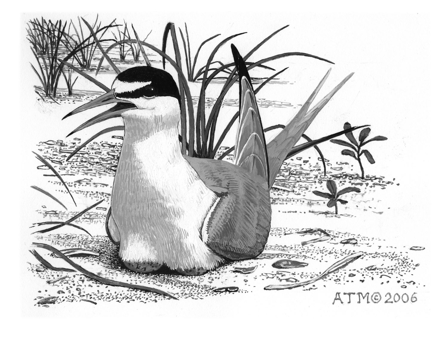 Least Tern