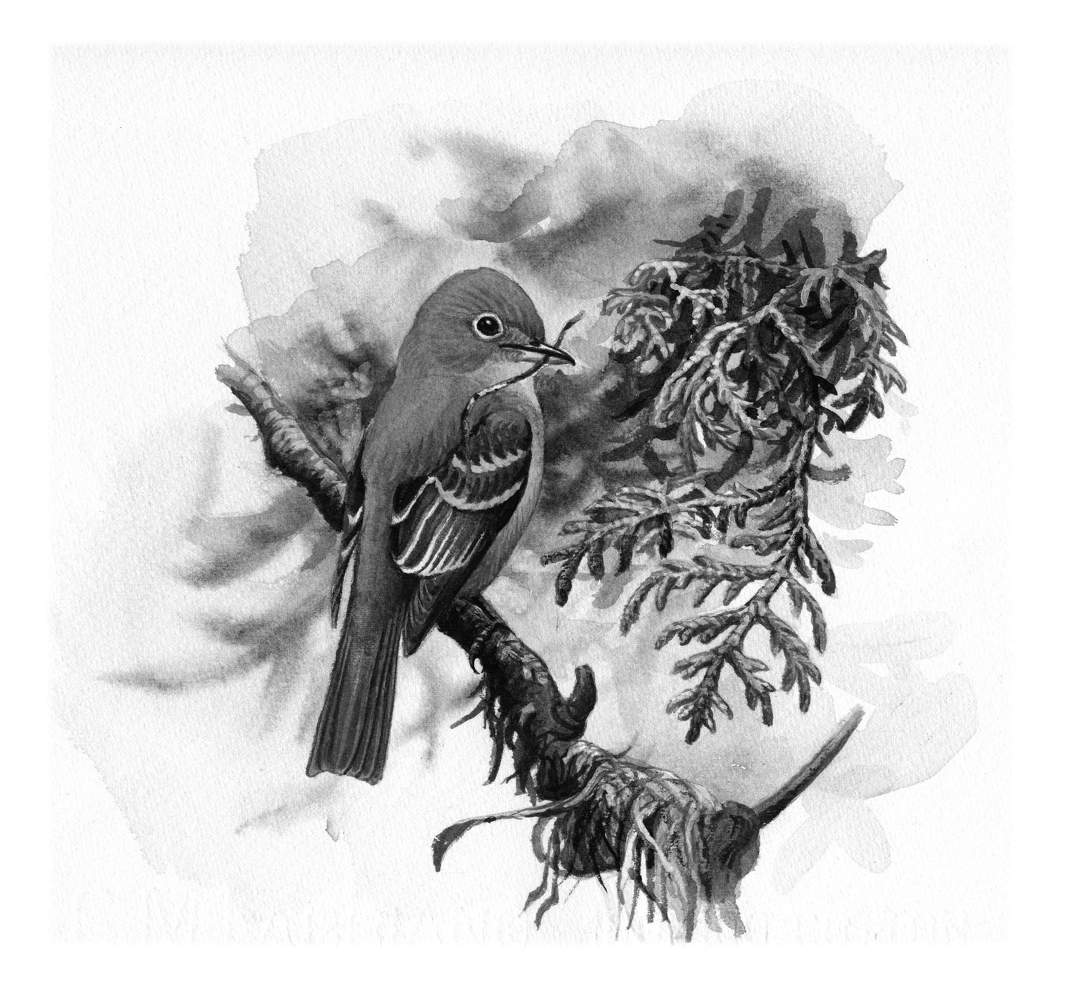 Acadian Flycatcher