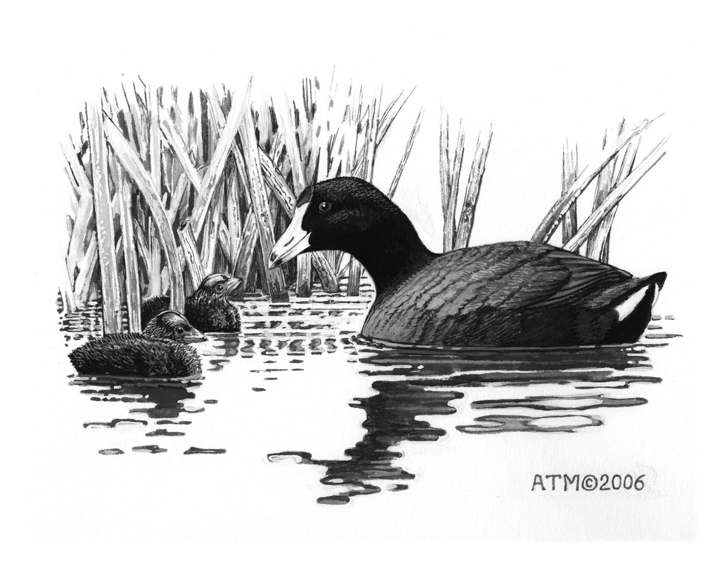 American Coot