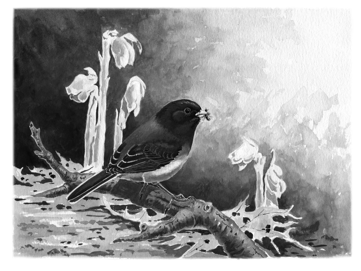 Dark-eyed Junco
