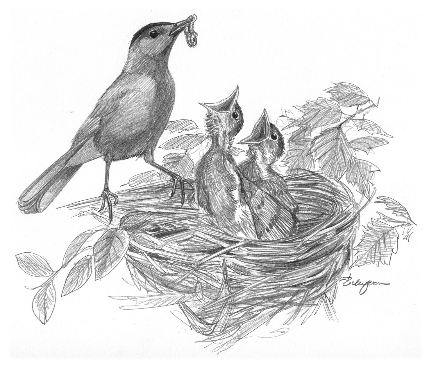 Gray Catbird