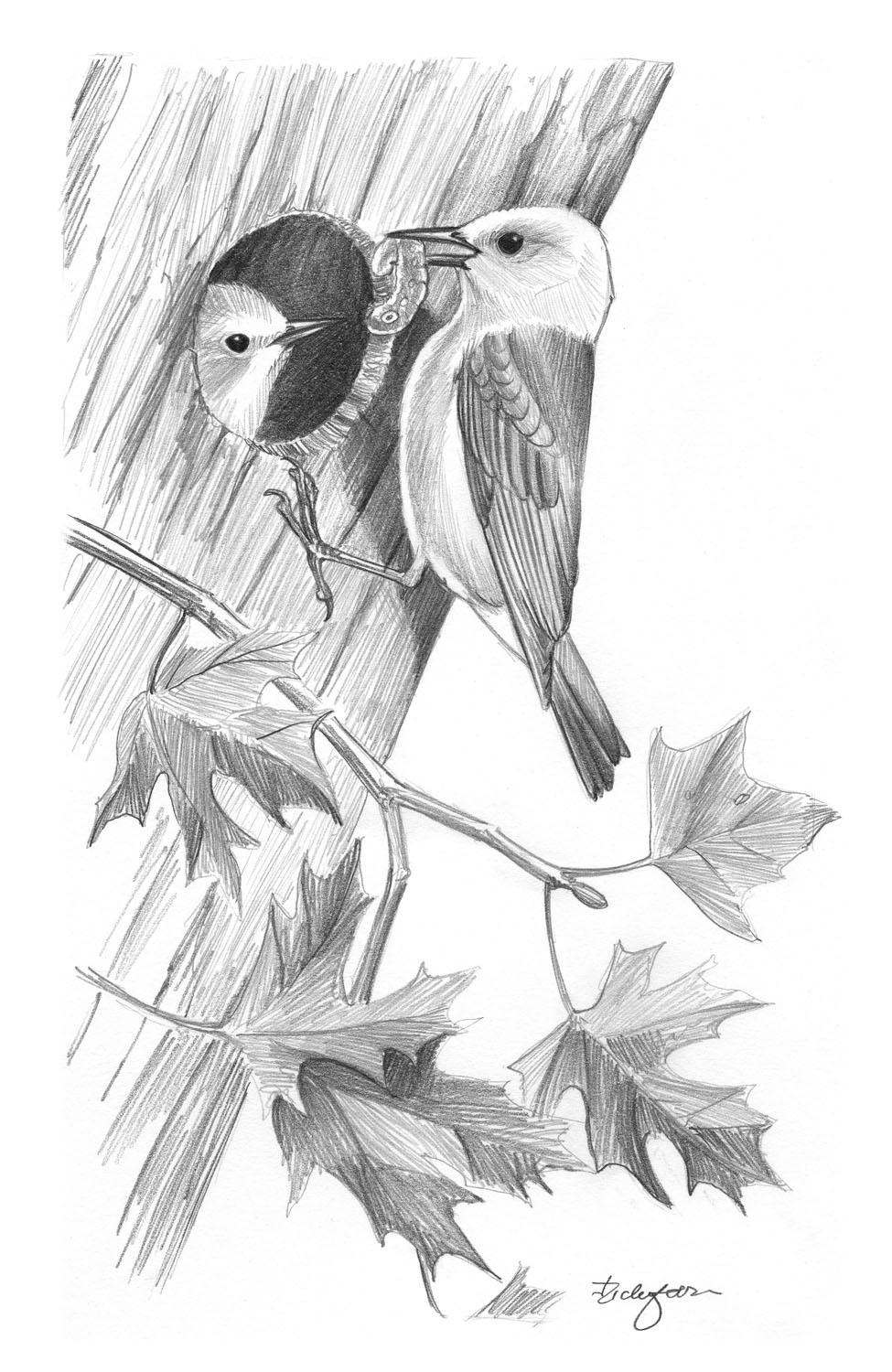 Prothonotary Warbler