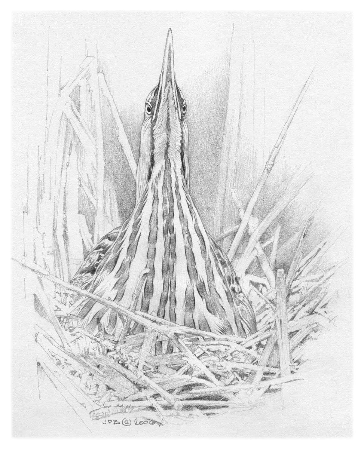 American Bittern