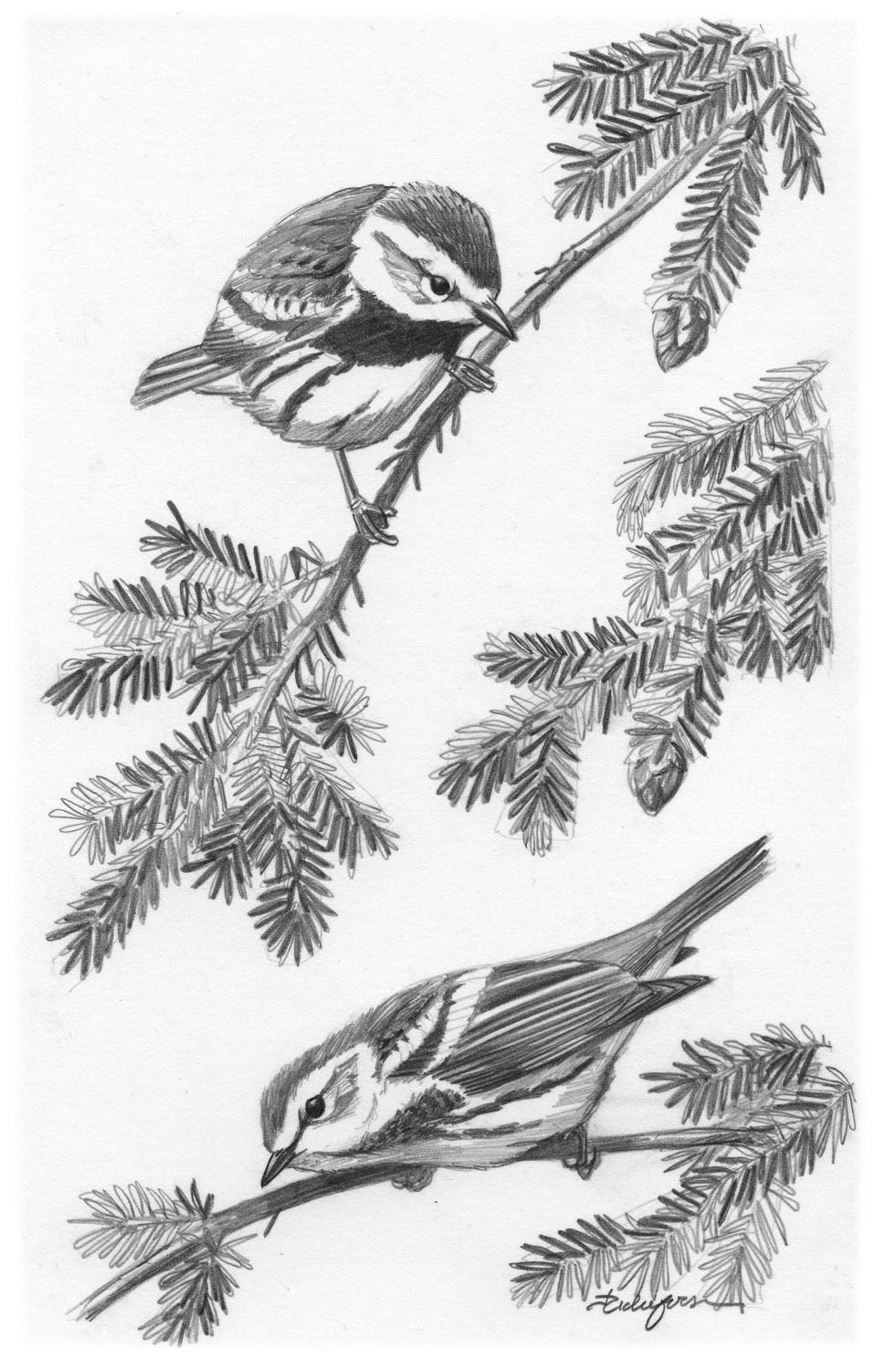 Black-throated Green Warbler
