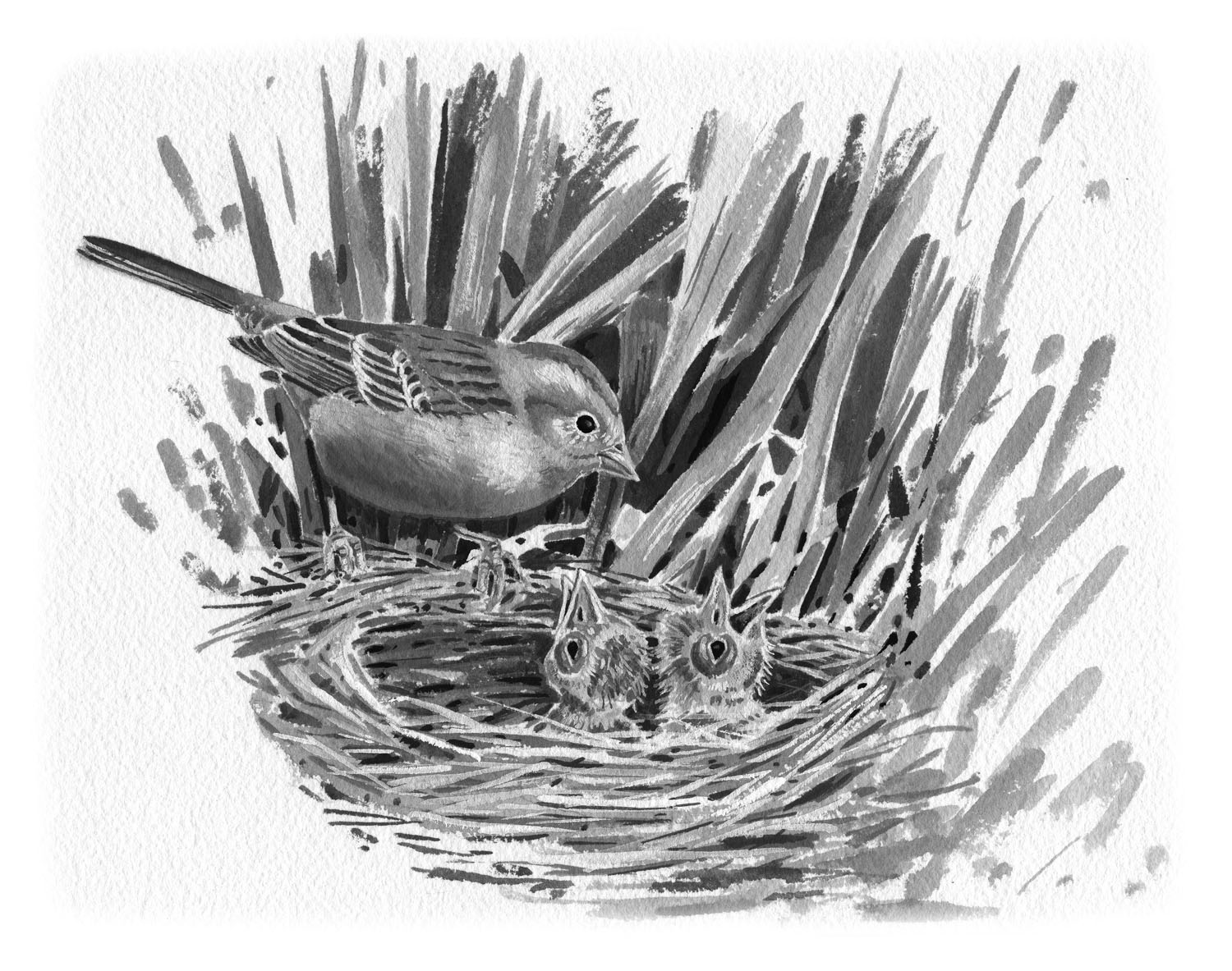 Field Sparrow