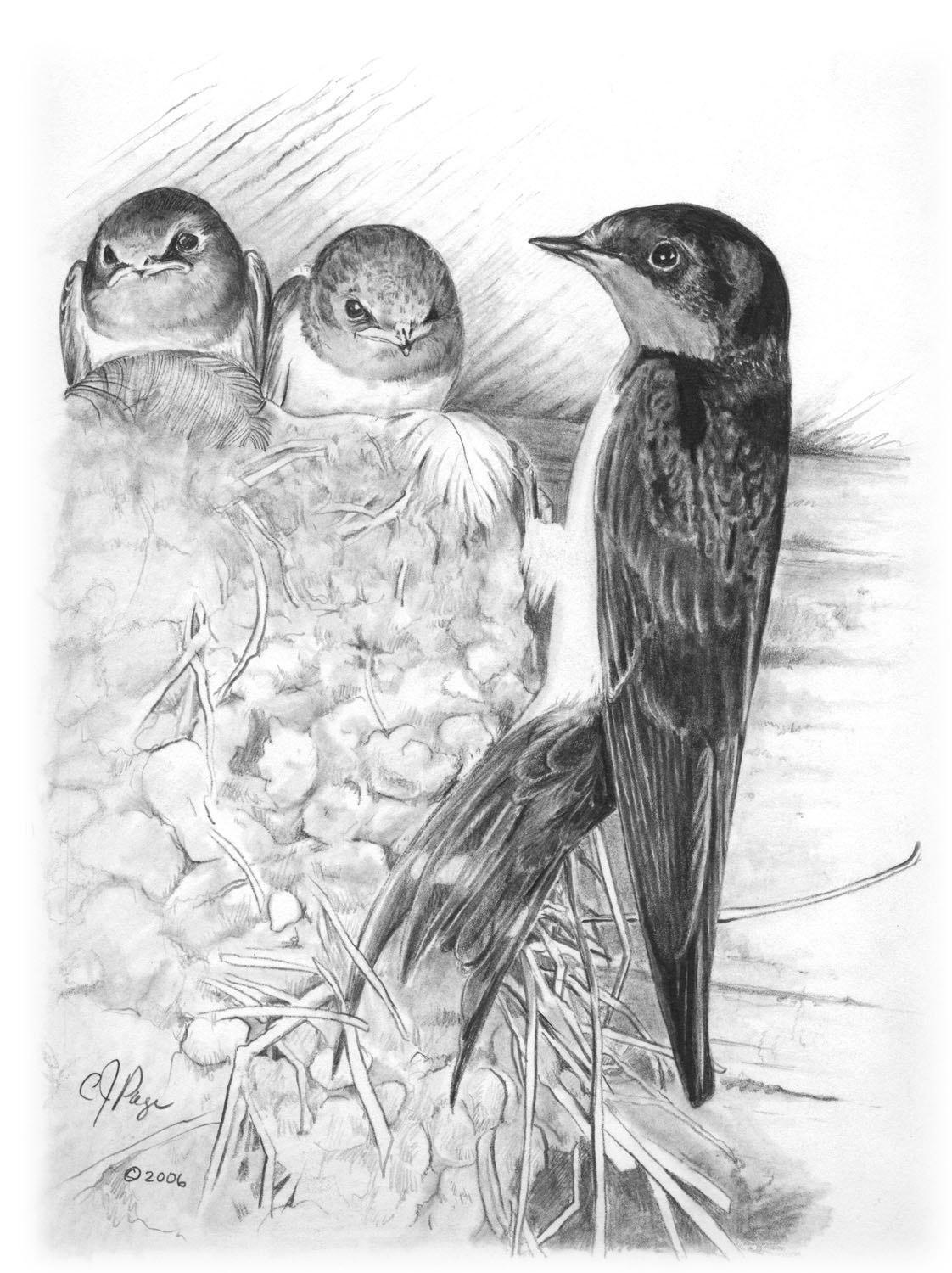 Barn Swallow