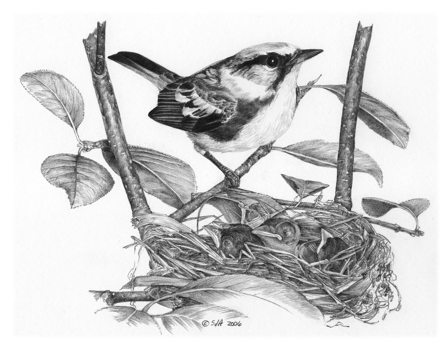 Chestnut-sided Warbler