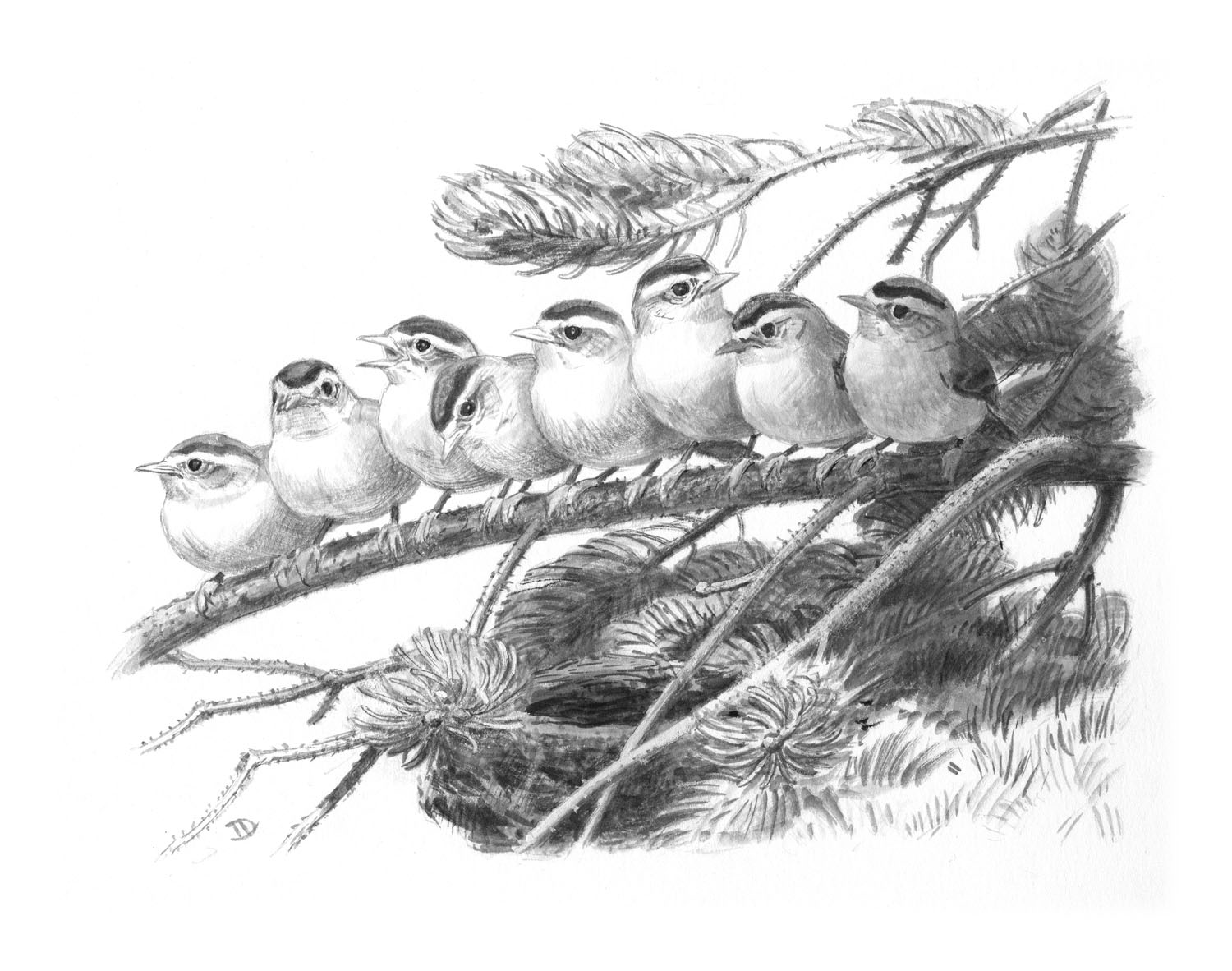 Golden-crowned Kinglet