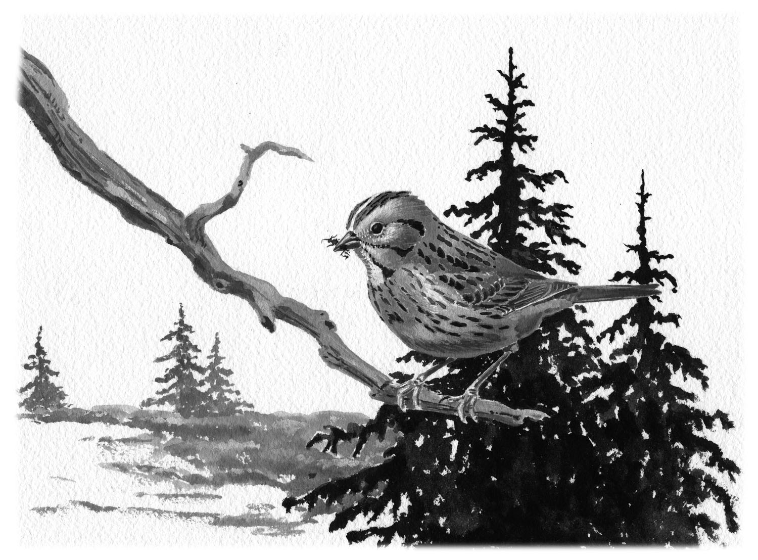Lincoln's Sparrow