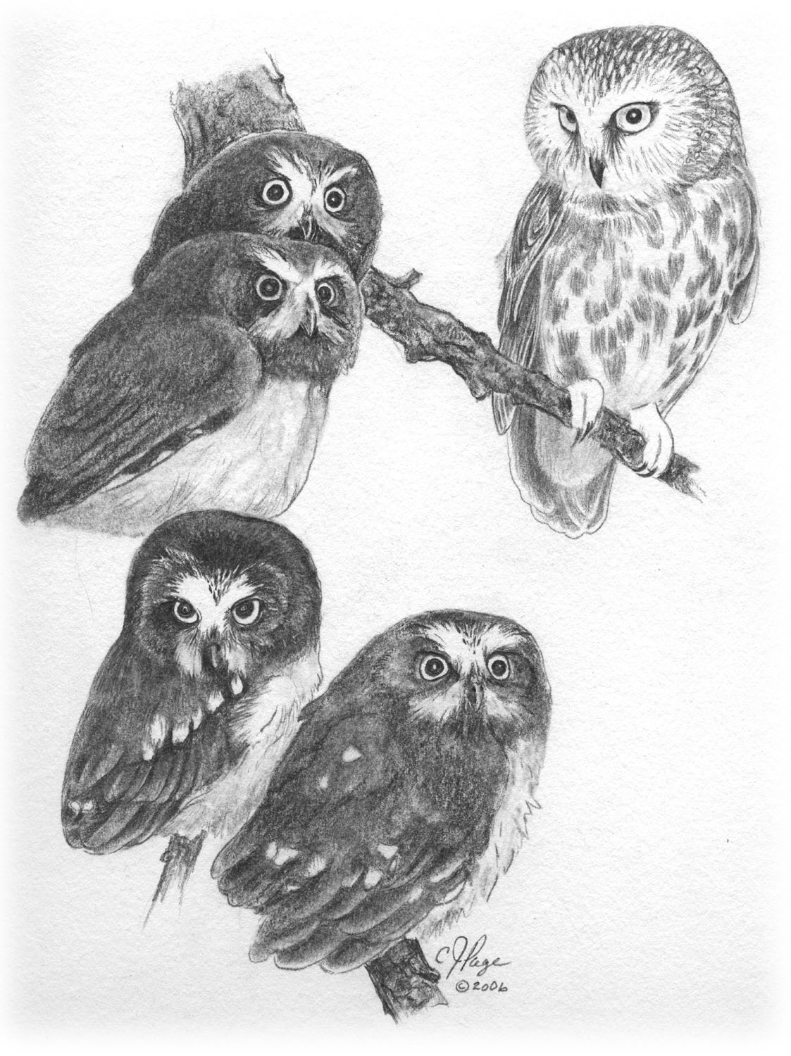 Northern Saw-whet Owl