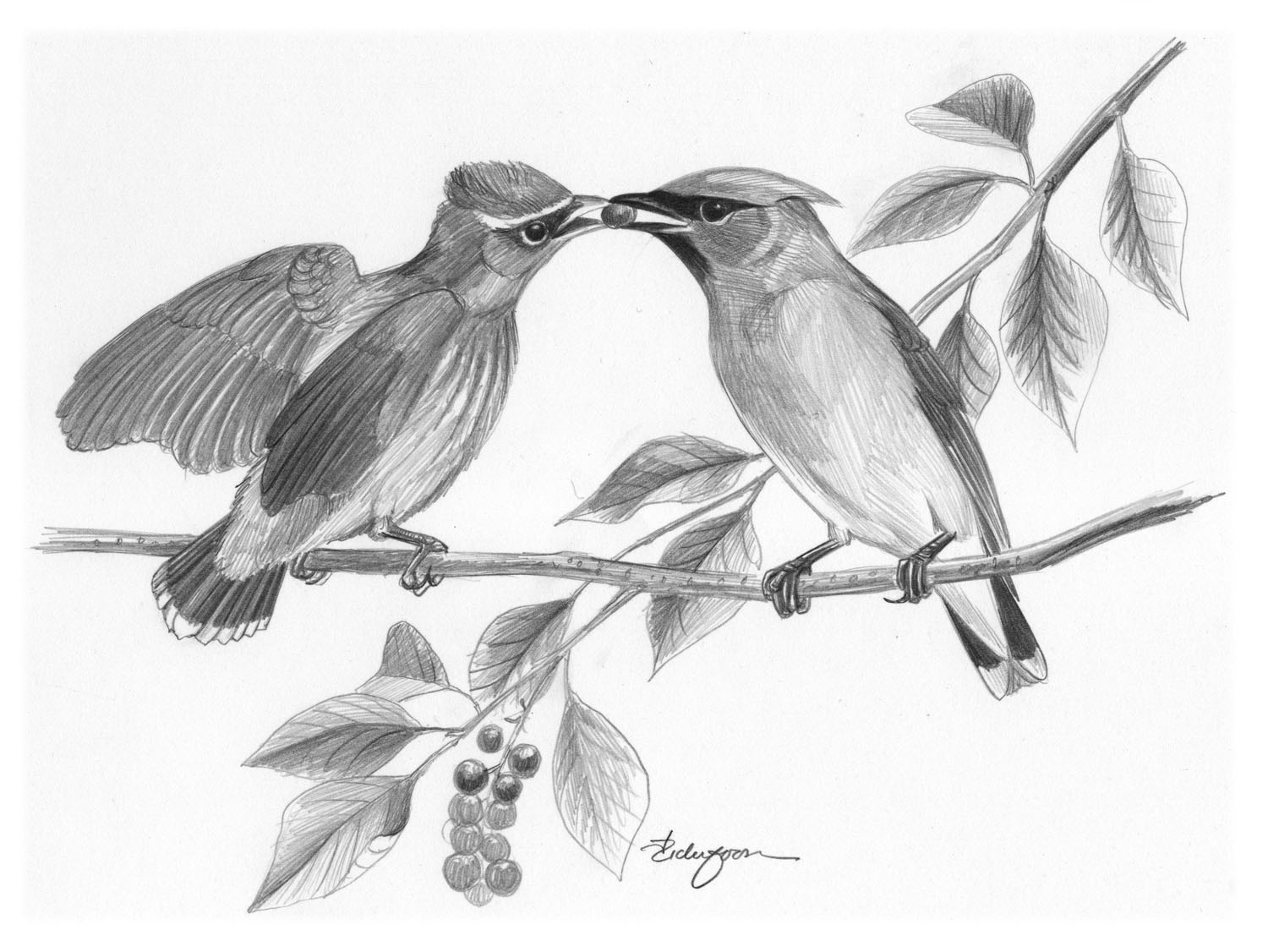 Cedar Waxwing
