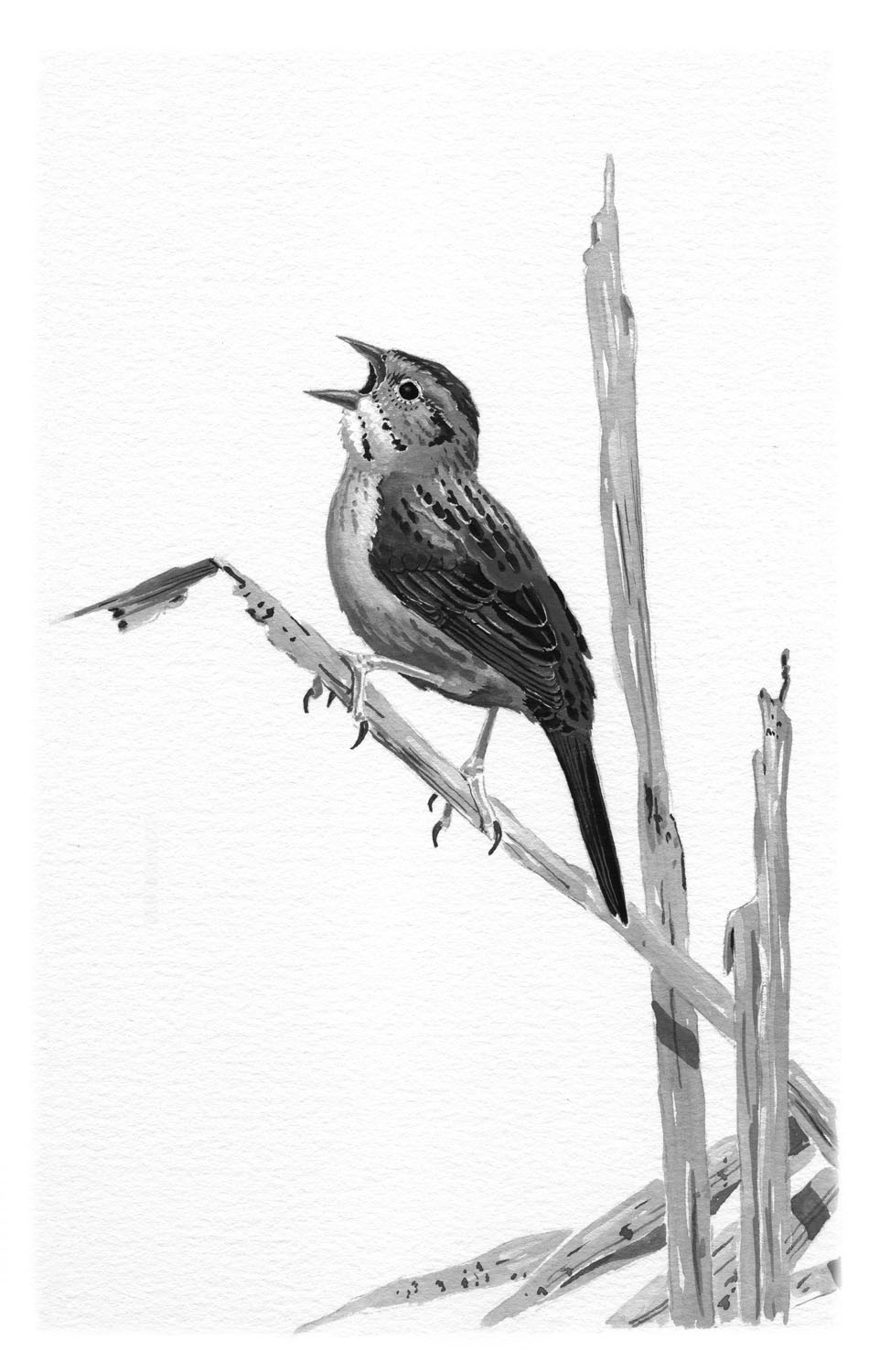 Swamp Sparrow