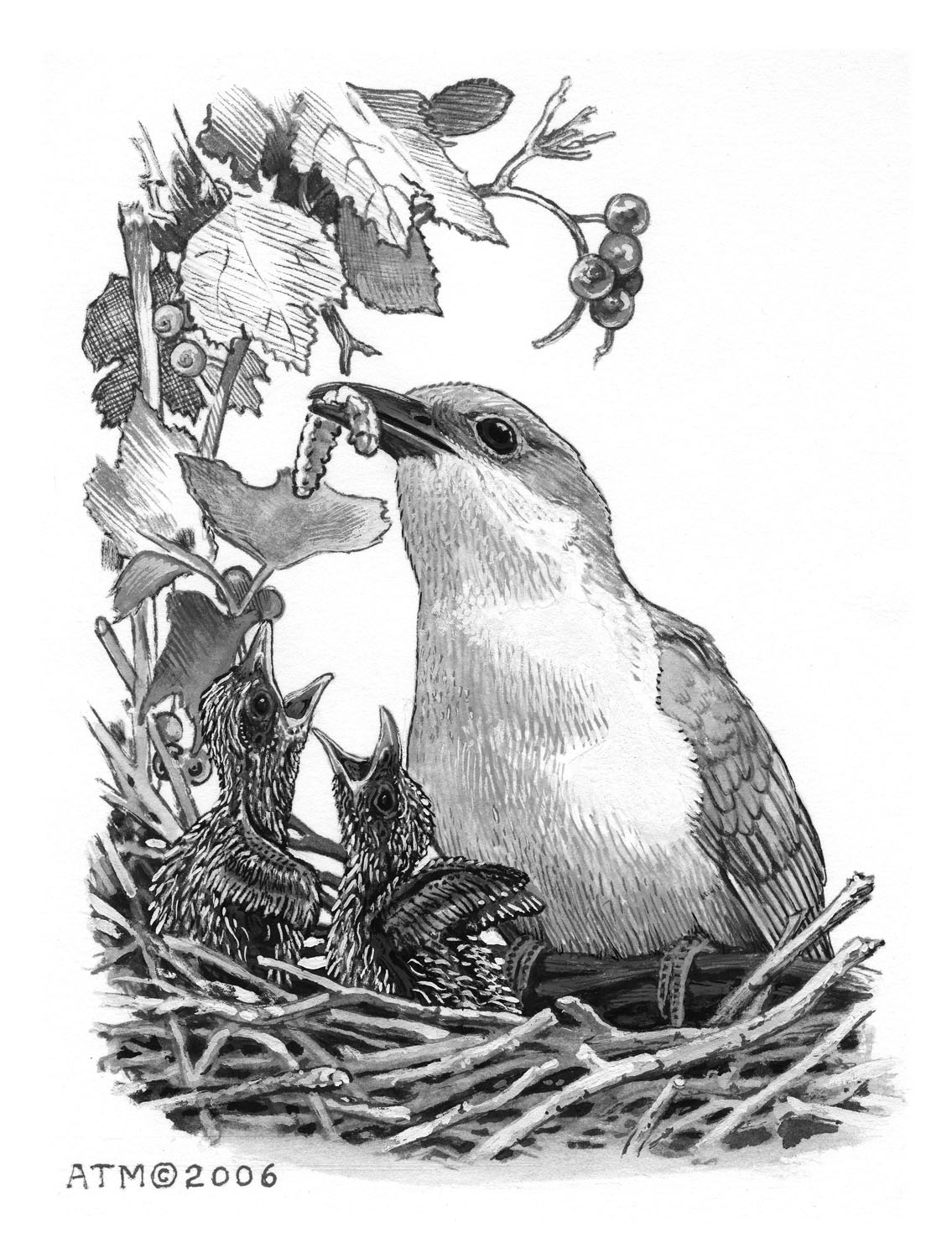 Black-billed Cuckoo