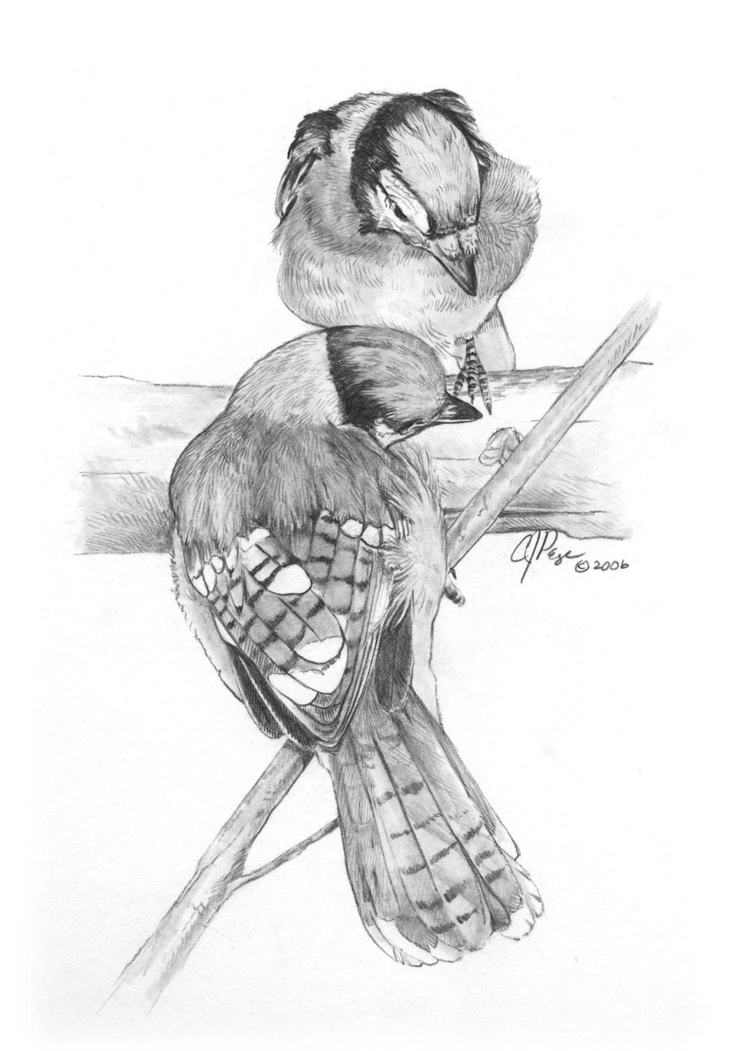 Blue Jay