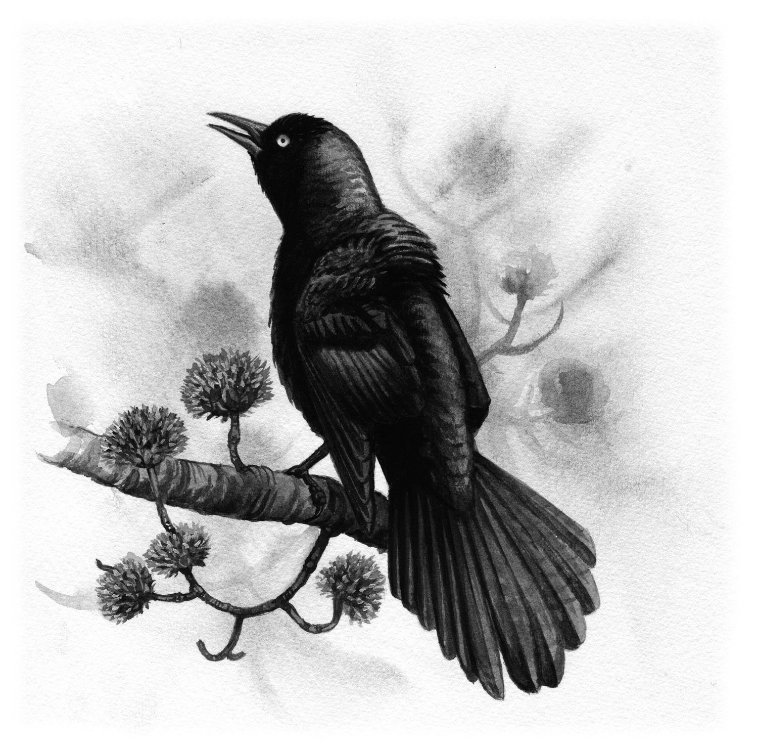 Common Grackle