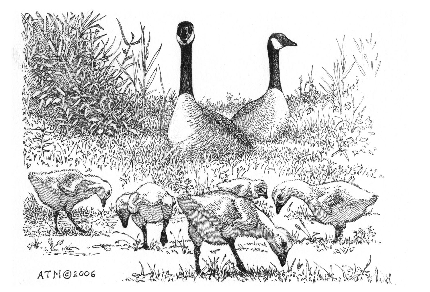 Canada Goose