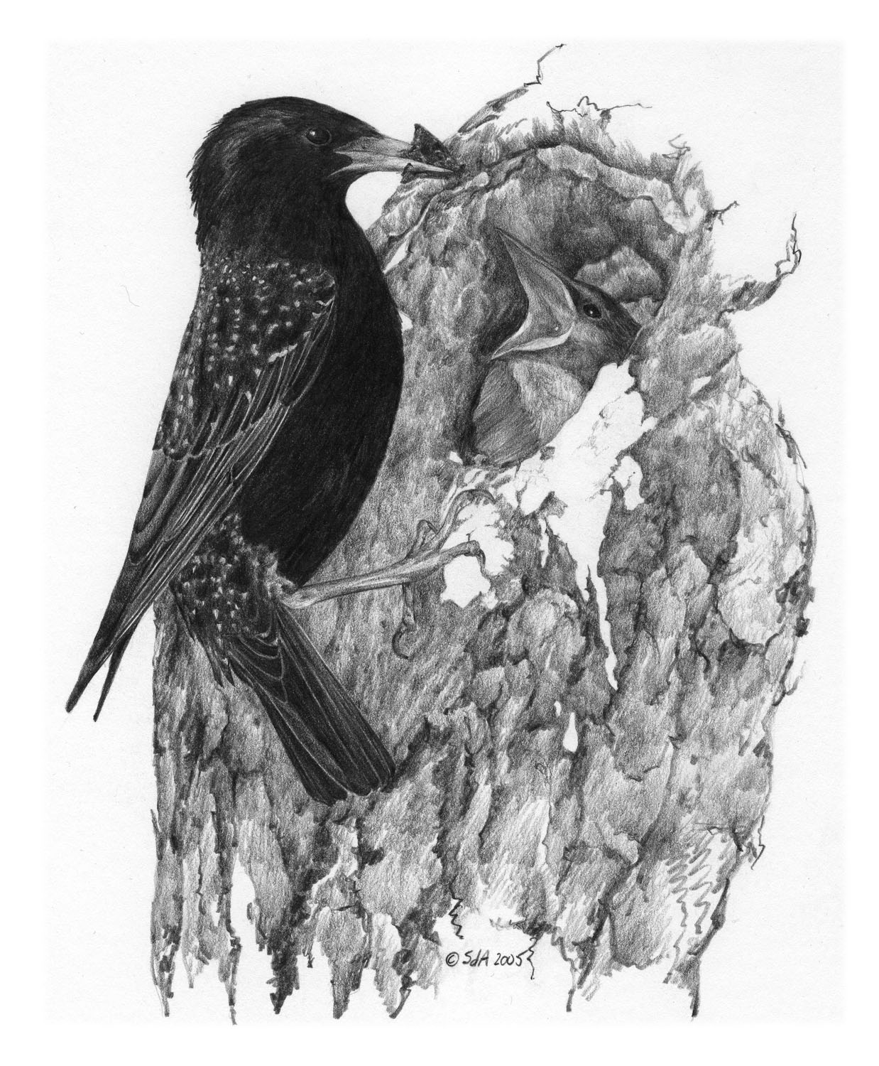 European Starling