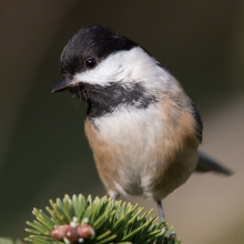 Black-capped Chickadee