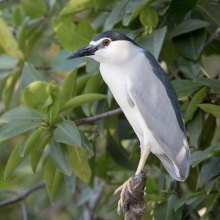 Black-crowned Night-Heron