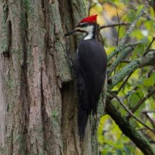 Pileated Woodpecker