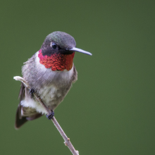Ruby-throated Hummingbird