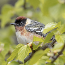 Bay-breasted Warbler